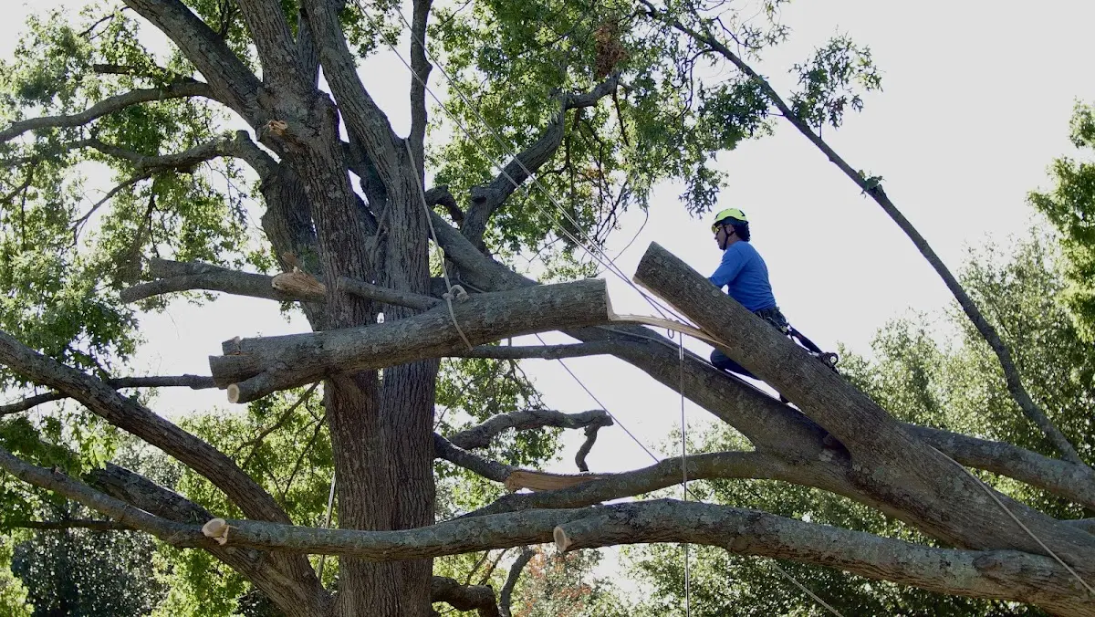 Professional Crown Thinning performed by certified arborists in Mount Zion