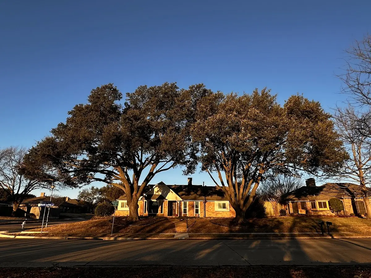 Established residential canopy tree shading a home in Mount Zion
